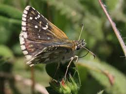 Attēlu rezultāti vaicājumam “Pyrgus serratulae upperside”