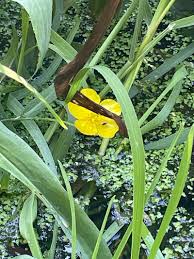 Attēlu rezultāti vaicājumam “Ranunculus lingua leaf”