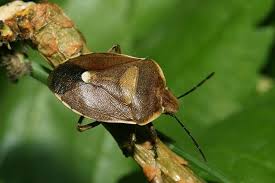 Attēlu rezultāti vaicājumam “Chlorochroa pinicola”