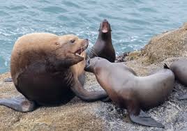 Image result for Eumetopias jubatus