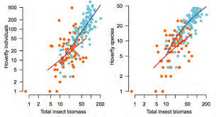Attēlu rezultāti vaicājumam “Paramesus obtusifrons”