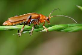 Attēlu rezultāti vaicājumam “Cantharis livida”