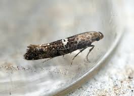 Attēlu rezultāti vaicājumam “Acrolepiopsis assectella”