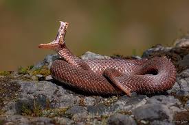 Attēlu rezultāti vaicājumam “Vipera berus adult”