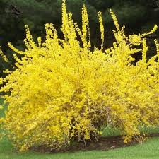 Attēlu rezultāti vaicājumam “Forsythia”