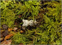 Attēlu rezultāti vaicājumam “Nycteola sp.”