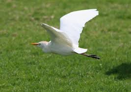 Attēlu rezultāti vaicājumam “Bubulcus ibis”