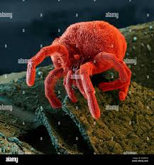 Attēlu rezultāti vaicājumam “Trombidiidae”