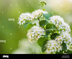 Attēlu rezultāti vaicājumam “Spiraea chamaedryfolia”