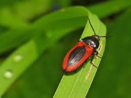 Attēlu rezultāti vaicājumam “Paracorymbia maculicornis imago”