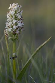 Attēlu rezultāti vaicājumam “Dactylorhiza ochroleuca leaf”