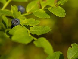 Attēlu rezultāti vaicājumam “Vaccinium myrtillus leaf”