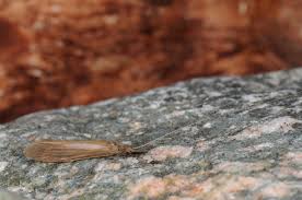 Attēlu rezultāti vaicājumam “Oecetis ochracea”