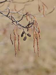 Attēlu rezultāti vaicājumam “Alnus glutinosa fruit”