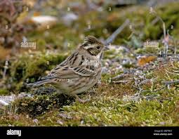Image result for Emberiza rustica