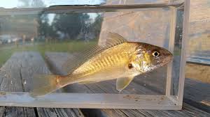 Image result for Micropogonias undulatus