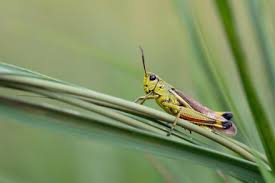 Attēlu rezultāti vaicājumam “Stethophyma grossum”