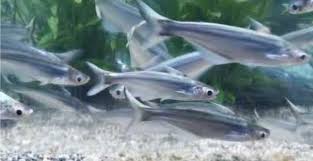 Image result for Pseudomyxus capensis