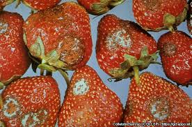 Attēlu rezultāti vaicājumam “Colloderma sp.”