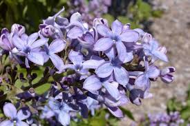 Attēlu rezultāti vaicājumam “Syringa vulgaris flower”