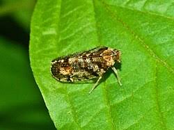 Attēlu rezultāti vaicājumam “Cixiidae”