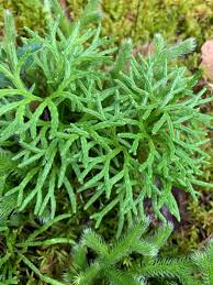 Attēlu rezultāti vaicājumam “Diphasium complanatum”