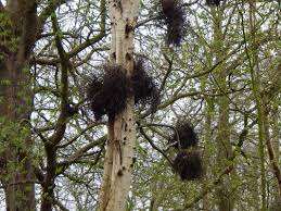 Attēlu rezultāti vaicājumam “Taphrina betulina”