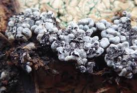 Attēlu rezultāti vaicājumam “Physarum licheniforme”