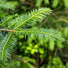 Attēlu rezultāti vaicājumam “Abies alba”