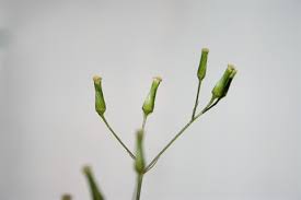 Attēlu rezultāti vaicājumam “Schoenus ferrugineus bud”