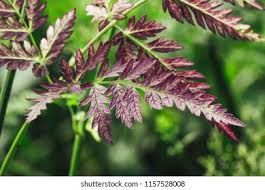 Attēlu rezultāti vaicājumam “Anthriscus sylvestris leaf”