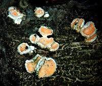 Attēlu rezultāti vaicājumam “Lachnellula willkommii”