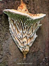 Attēlu rezultāti vaicājumam “Daedalea quercina”