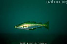 Image result for Pollachius pollachius