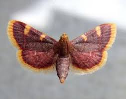 Attēlu rezultāti vaicājumam “Pyralididae”