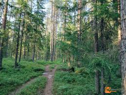 Image result for лес,