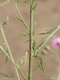 Attēlu rezultāti vaicājumam “Centaurea stoebe fruit”