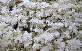 Attēlu rezultāti vaicājumam “Hyphodontia barba-jovis”