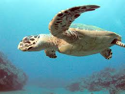 Image result for Eretmochelys imbricata