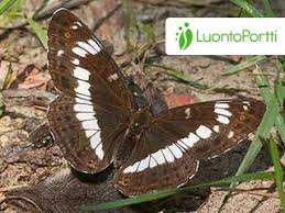 Attēlu rezultāti vaicājumam “Limenitis camilla upperside”