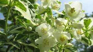 Attēlu rezultāti vaicājumam “Philadelphus coronarius”