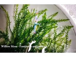 Attēlu rezultāti vaicājumam “Fontinalis antipyretica subsp. gracilis”