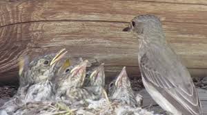 Attēlu rezultāti vaicājumam “Muscicapa striata nest”