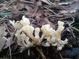 Attēlu rezultāti vaicājumam “Clavulina coralloides”