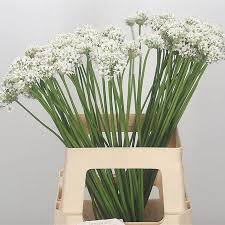 Image result for Allium tuberosum
