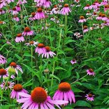 Image result for Echinacea angustifolia
