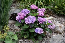 Attēlu rezultāti vaicājumam “Hydrangea”
