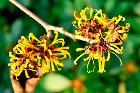 Attēlu rezultāti vaicājumam “Hamamelis”