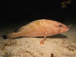 Image result for Epinephelus guttatus