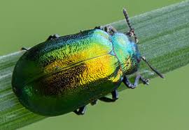 Attēlu rezultāti vaicājumam “Linaeidea aenea”